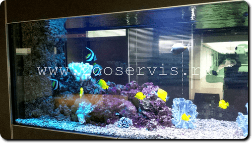 Морской аквариум с хищными рыбами в офис 