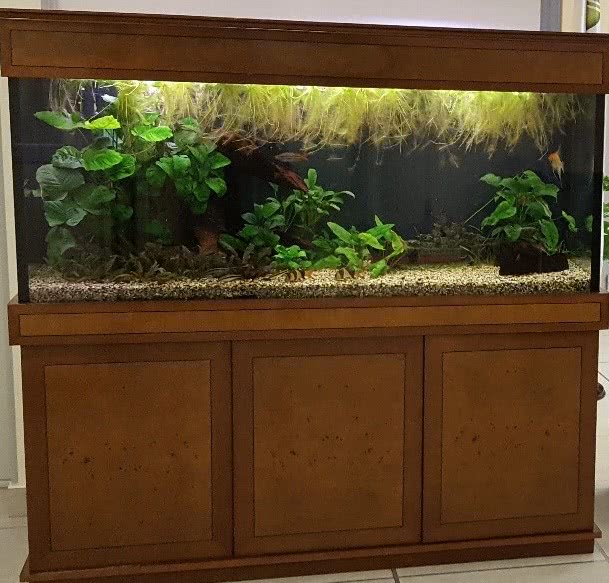  Пресноводный аквариум - Травник 