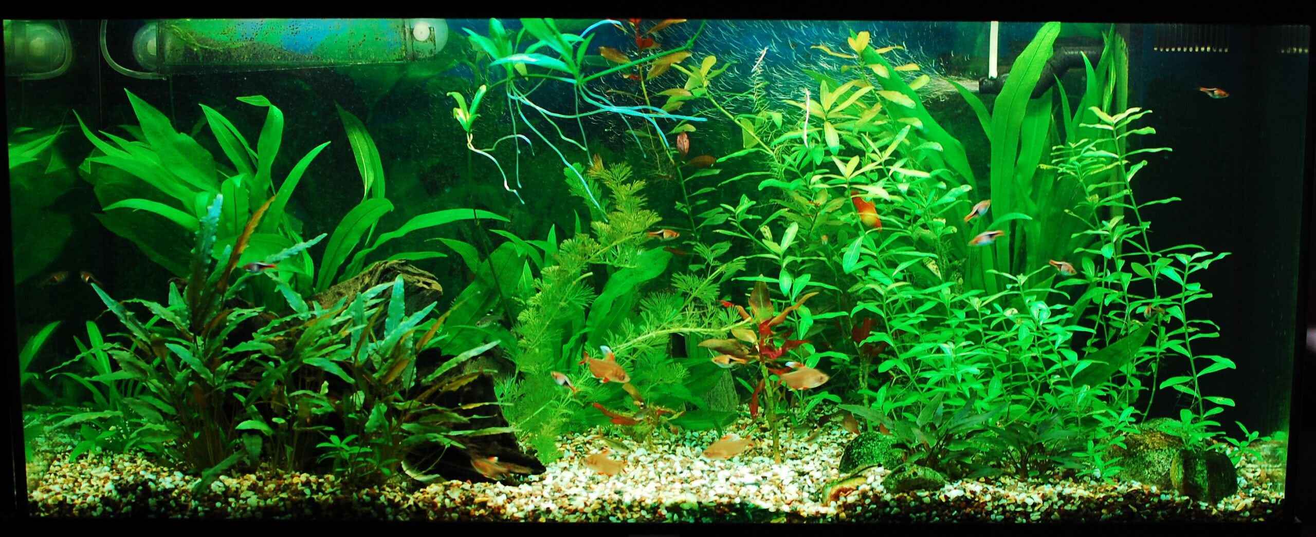 Пресноводный аквариум - Травник 