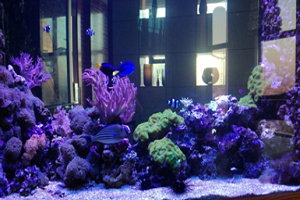Морской  аквариум «КОРАЛЛОВЫЙ РИФ» 2500 л