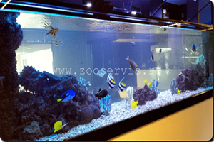 Морской  аквариум в переговорной офиса 3900 л